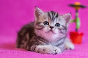 Шотландские клубные котята.