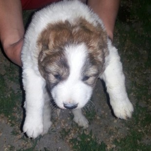 Продам щенка Алабай!!