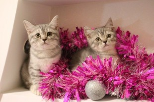 котенок в теплой плюшевой шубке вискасного окраса  табби