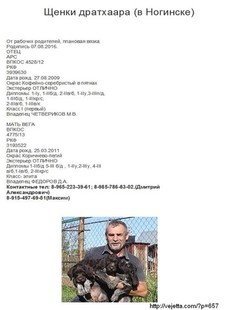 Щенки дратхаара от рабочих родителей