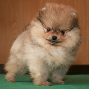 Померанский шпиц  – спешите приобрести.