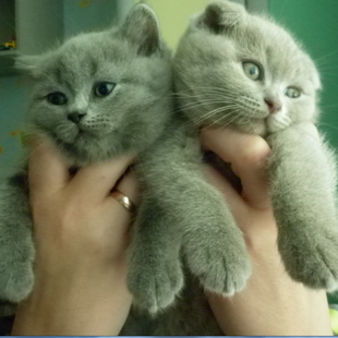 Шотландские котята