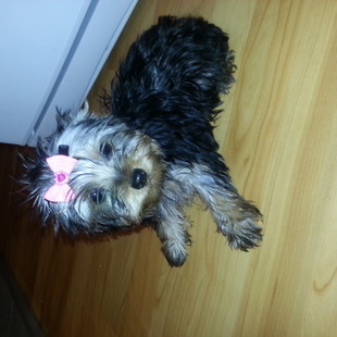 Щенки йоркширского терьера 3 месяца все документы прививки племенные очень ласковые верный друг мальчик и девочка