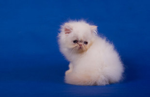 Kitten royal blood