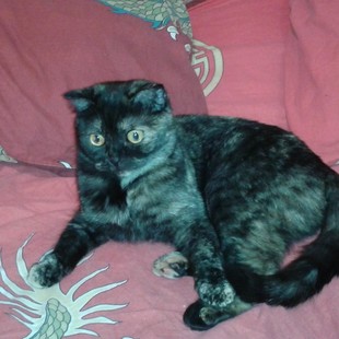 Кошечка (Милена).