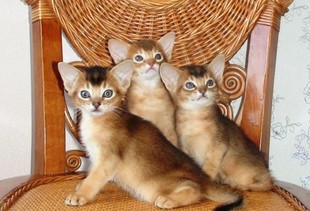 Питомник экзотических кошек RoyalPets Астана, Казахстан, Абиссинская кошка.
