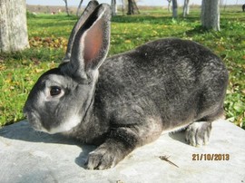 Продам кролики породы шиншилларекс, касторрекс, голландецрекс