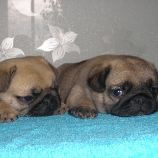 Мопсики (Мопсы лучшие на свете - знают взрослые и дети!) 