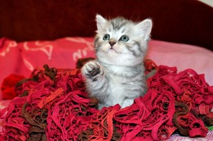 Шотландские котята лучший подарок к новогодним праздникам