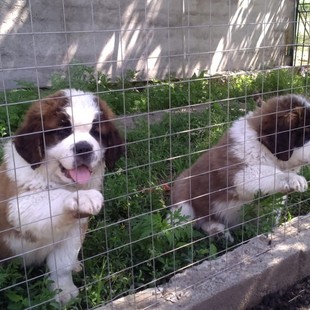 Шикарные сенбернары на племя,КСУ,документы, привиты.