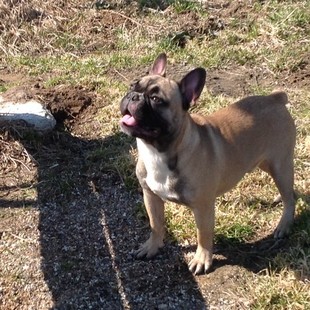 Французский бульдог