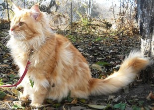 Питомник предлагает замечательных котят мейн  кунов