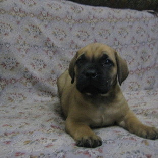 Пять очаровательных бурбулей ищут своих хозяев