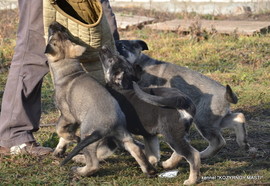 Продам щенков ВЕО  восточноевропейской овчарки зонарносерого и чепрачного окрасов