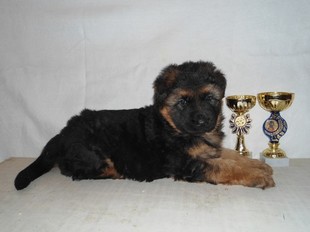 Щенок немецкой овчарки с отличной выставочной перспективой