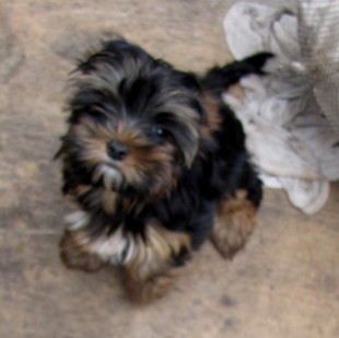 Продаю йорков