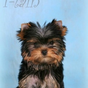 Продается очень красивая подрощенная  девочка йоркширского терьера