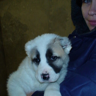 Продается породистый щенок среднеазиатской овчарки !!