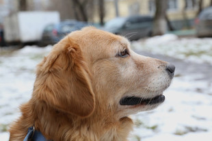 Эмма  золотистый ретривер очень редкого огненнозолотого окраса