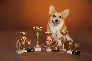 Племенной кобель вельш корги пемброк NOTTENGHAM UKRBOOM