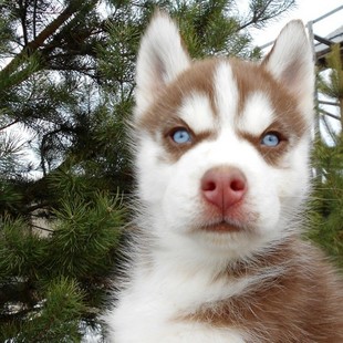  ЩеНОК сибирский хаски