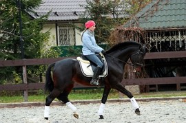 Предлагаю жеребца на случку Стандартбредной породы с великолепной родословной