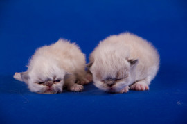 kittens from cattery White Sail