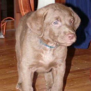 Щенки охотничьей породы Чесапик-бэй ретривер