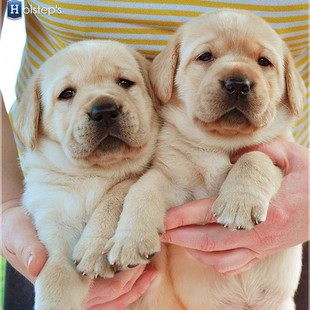 Питомник Holstep`s предлагает для продажи высокопородных щенков лабрадора шоколадного палевого и черного окрасов (от плем