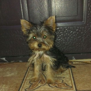 Продам щенка Йоркширского терьера