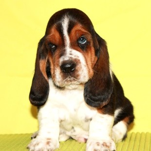 Продаются щенки бассет хаунда