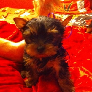 Продаю щенка йоркширского терьера с родословной