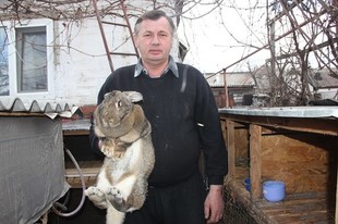 Продам кроликов породы Немецкий Ризен Великан