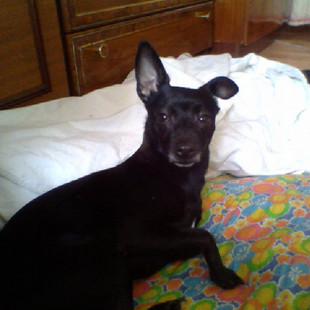 ОТДАМ СОБАКУ