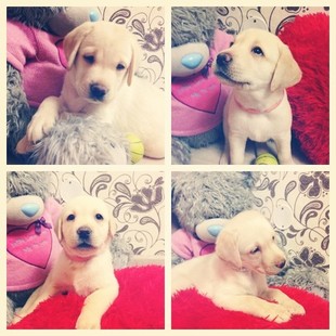 Продаются породистые щенки палевого Лабрадора
