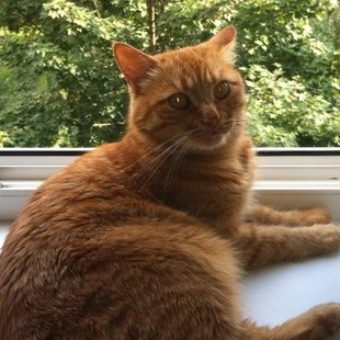 Пропал кот!!!