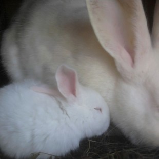 продам кроликов