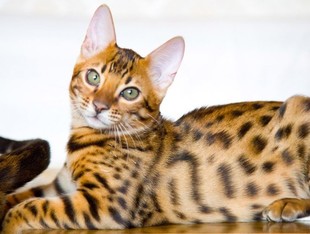 Бенгальские леопардовые котята