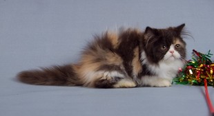 Кошечка приносящая удачу