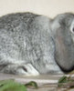 Карликовые вислоухие кролики – лучшие домашние питомцы