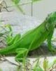 Игуана – зеленое чудо