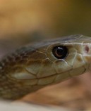 В Австралии есть змеи, которые любят кусать спящих людей