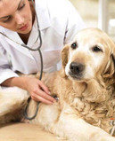 Что вы можете сделать, чтобы уберечь свою собаку от заболевания раком