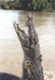 Крокодилы привязываются к людям, как собаки