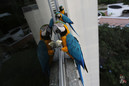 Попугаи ара в столице Венесуэлы стали городскими птицами