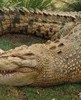 Австралия: крокодилы залезают в дома людей, нападают на домашних животных,  местных жителей и туристов