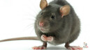 Крыс научили напрямую подчиняться мысленным командам человека