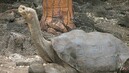 Секрет долголетия раскрыл геном гигантских черепах