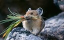 Ученые: полевые мыши умеют отлично считать