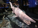 Подводный монстр из прошлого – акула-гоблин